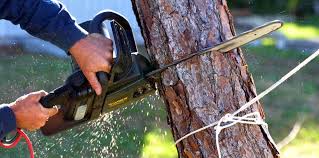 Best Firewood Processing and Delivery  in Westville, OK
