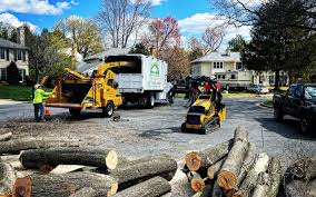 Best Tree Fertilization  in Westville, OK