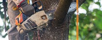Best Tree Disease Treatment  in Westville, OK