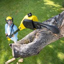 Best Tree Preservation Services  in Westville, OK