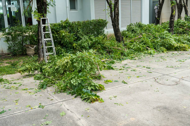 How Our Tree Care Process Works  in  Westville, OK