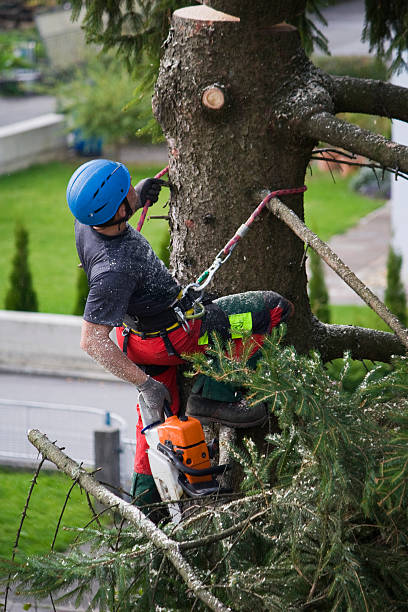 Best Emergency Tree Removal  in Westville, OK