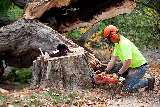 Best Tree Cabling and Bracing  in Westville, OK
