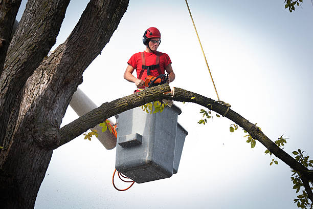 Best Arborist Consultation Services  in Westville, OK