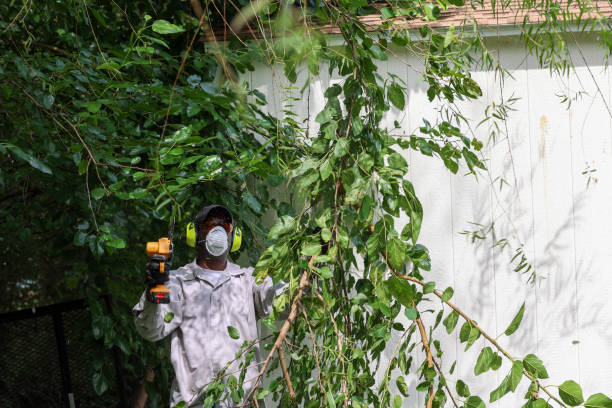 Best Root Management and Removal  in Westville, OK